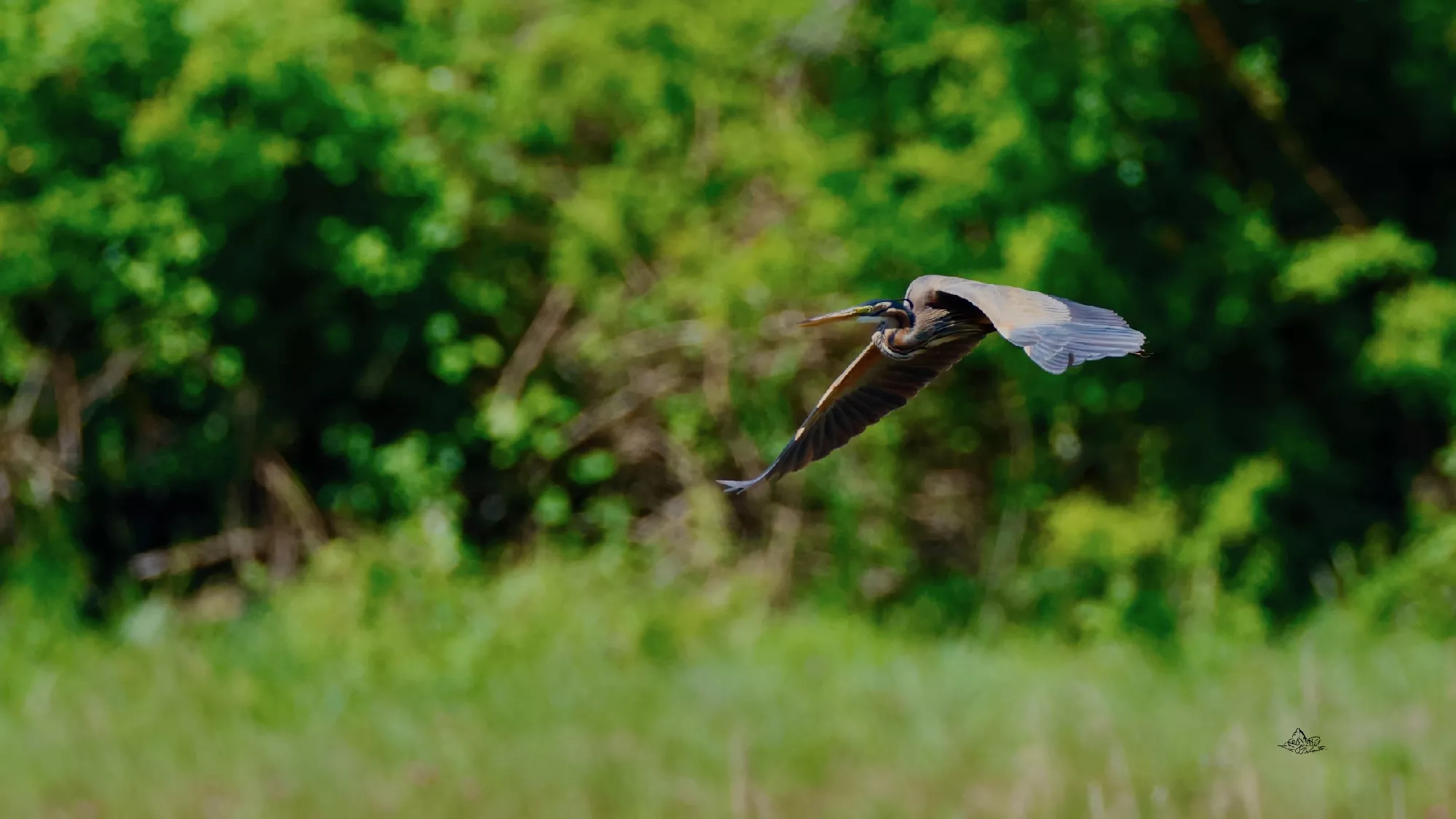 Portfolio/Europe/Photos/0100_Z9A5357_heron pourpre.webp